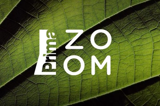 /media/24211/prima-zoom