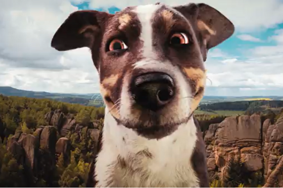 /media/25388/seznam-pes