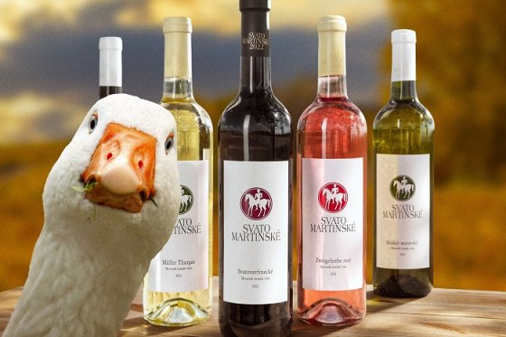 /media/22900/svatomartinske_bez-lidi