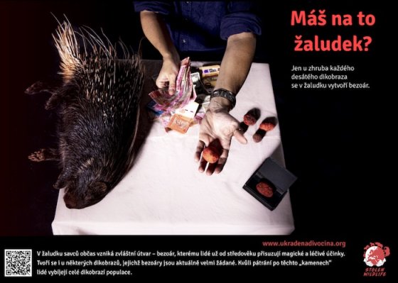 /media/23207/bezoáry-dikobrazů_foto-lucie-čižmářová