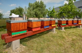 /media/17422/penny_úly_2