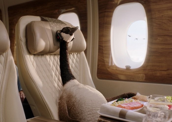 /media/22058/emirates-goose