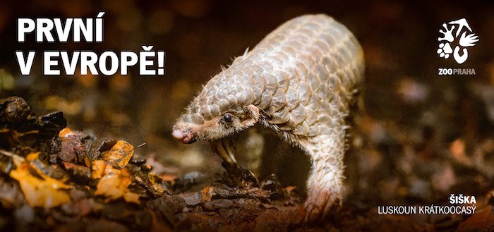 /media/25586/zoopraha_kampan-siska