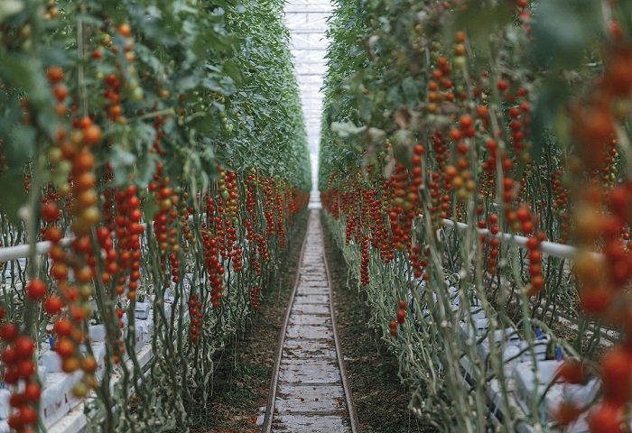 /media/12480/prodeje_ovozel_1