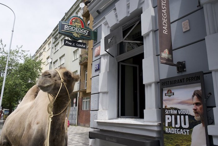 /media/21566/radegast_voebloudi